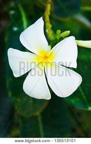 White and Yellow Frangipani Flowers With Leaves