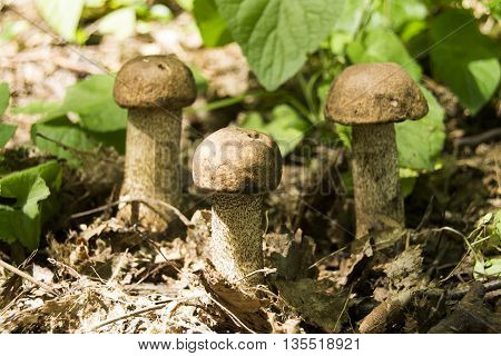 Mushroom picking. Single mushroom with moss in brown woooden background. Seasonal mushrooming.