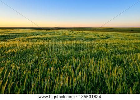 Green wheat field at the sunset against clear sky