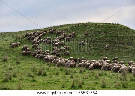 Green hill with a flock of sheep against cloudy sky