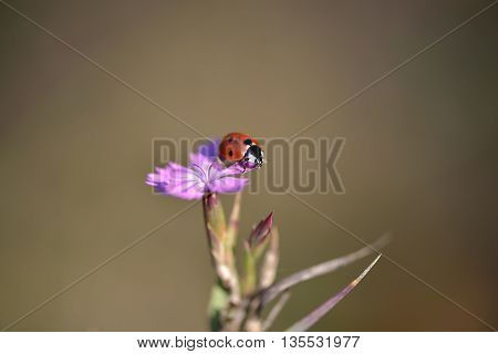 Ladybug on a flower isolated on brown background