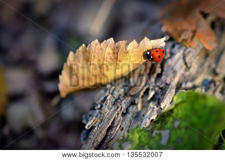 Ladybug on a golden leaf in autumn enviroment