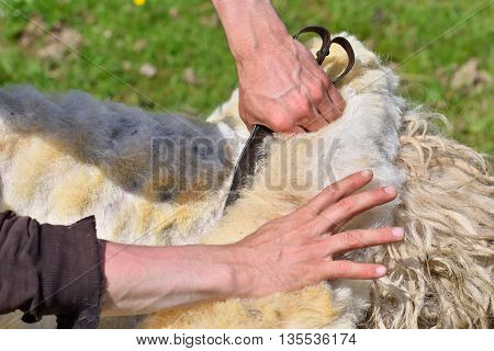 A man skillfully shears wool from a sheep