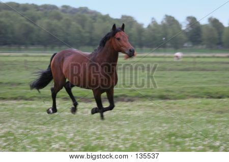 Kestane at