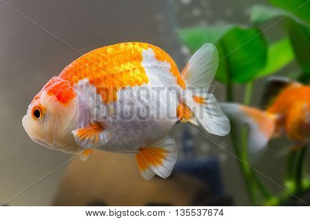 close up Goldfish swimming in an aquarium