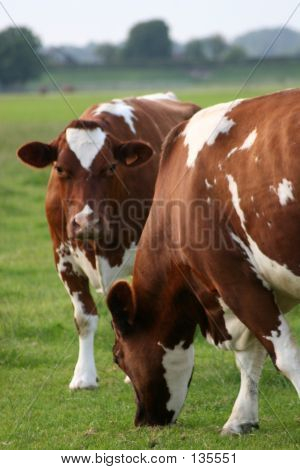 Dos vacas