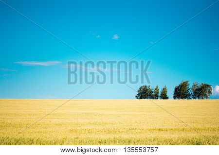 Summer Landscape with Wheat Field and Clouds