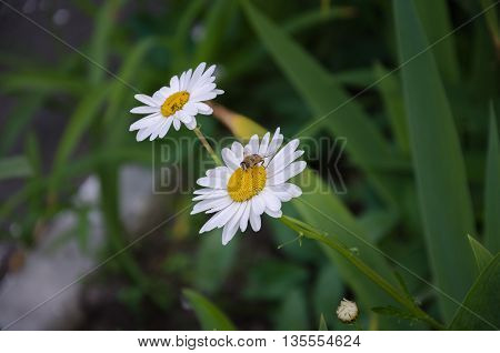summer in the garden Bee with transparent wings and a white daisy with a green leaf