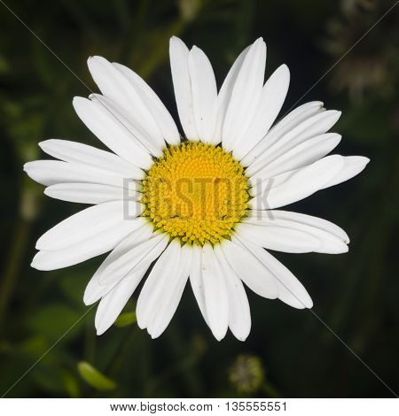 Oxeye daisy Leucanthemum vulgare flower macro with bokeh background selective focus shallow DOF