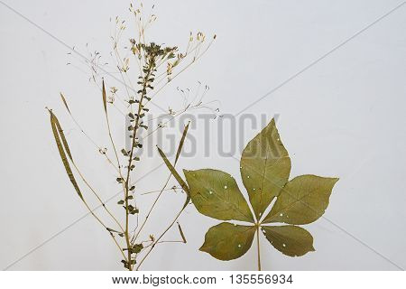 dried plant or herbarium of a kind of weed isolated on white background
