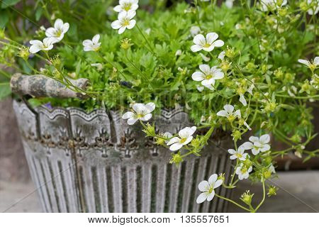 Selective focus of pot full of Rockfoils , Mossy Saxifrage flowers in white (Schneeteppich) blossoming in Europe