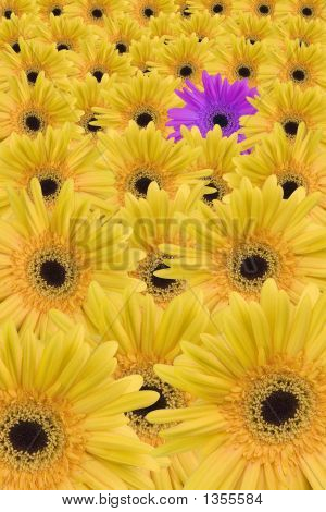  Gerbera Daisy