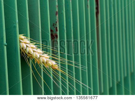 wheat peering trough green metal fence. narrow dept of field focuc