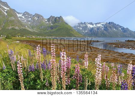 Lofoten