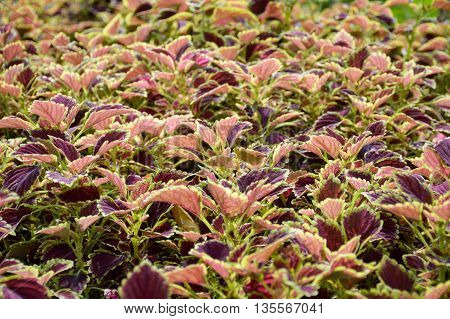 close up Solenostemon scutellaides plants in nature garden