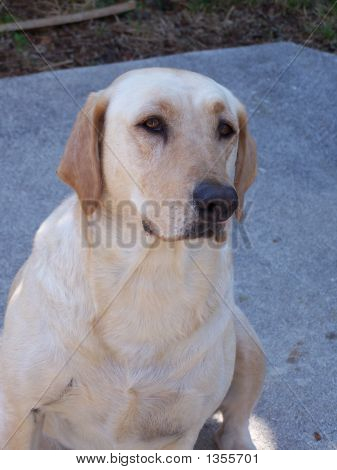 Labrador amarelo