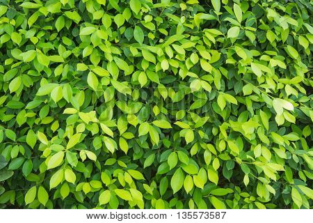 The wall of fresh green leaves background