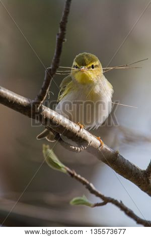 little chiffcaff is ready to build a nest