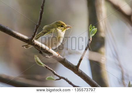 little chiffcaff is ready to build a nest