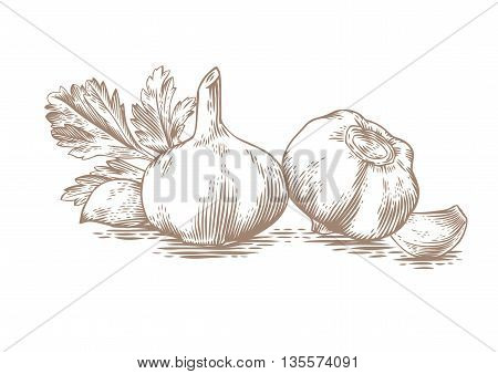 Drawing of two gralic's head two garlic's cloves and fresh green parsley