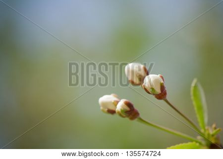 white cherry buds macro on a blurred background