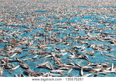 small fish drying on the oceans shore in asia
