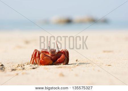 The Big Red Crab Sitting On The Sand