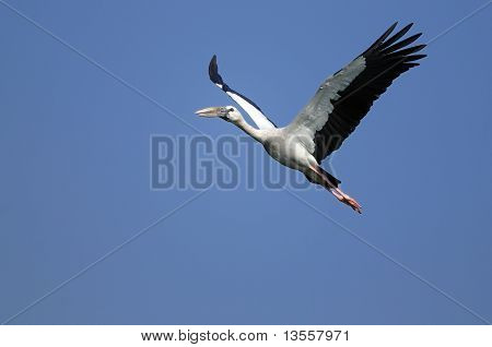 아시아 Openbill 황새
