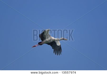 아시아 Openbill 황새