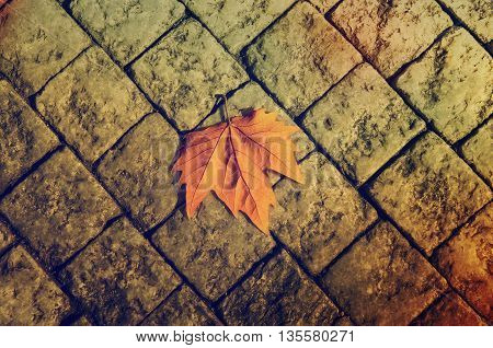 Autumn golden orange maple laef lying on the city cobblestone, autumn vintage hipster seasonal background