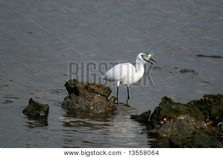 Reiher