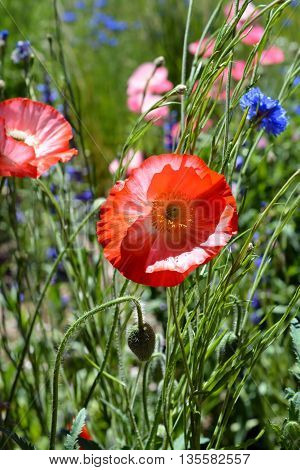 Colorful Poppy Flower Blooms in Wildflower Field