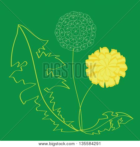 Dandelion flower. Vector illustration isolated on green background.