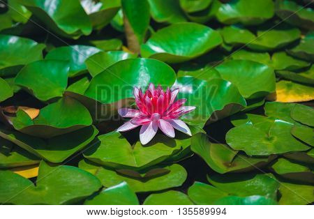 Pink water lily in a quiet pond. Single flower of a beautiful full-blown large pink lily close-up among the many green leaves on a pond lit by the sun's rays on a beautiful warm sunny summer day.