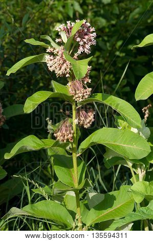 The milkweed (Asclepias syriaca) plants in the fields.