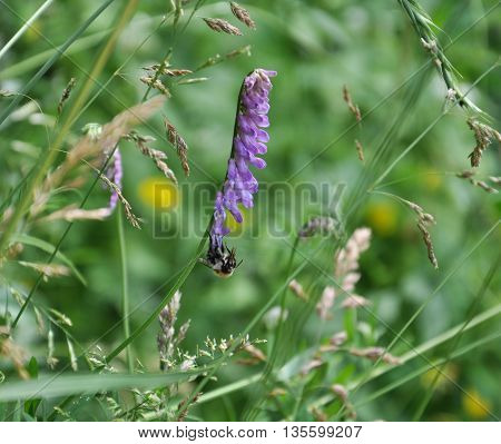 purple wildflowers and a bee collects nectar