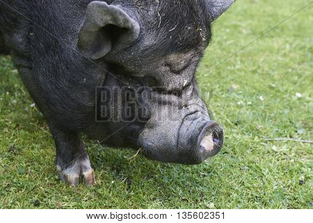 Close up pf big old pig on a pasture
