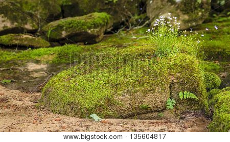 Creeping Bluet flowers and moss covering a rock near Cumberland River in Southern Kentucky