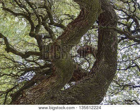 A dark wise old tree with thick bark and moss.