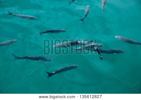 Grey mullet fishes school in marina at Mediterranean sea