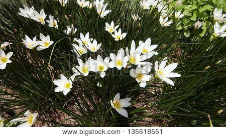 White Zephyr Lily Flower / Zephyranthes Candida