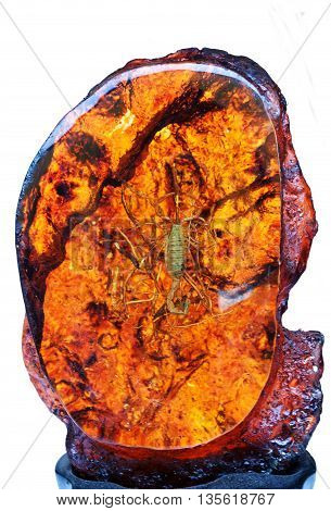 amber transparent with a scorpion inner. isolated on white background