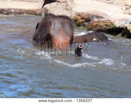 Elefante
