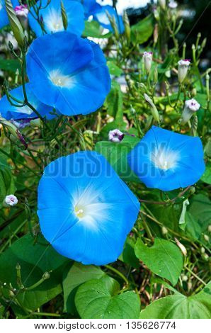 Beautiful flower in Doi-tung at Chairai Thailalnd
