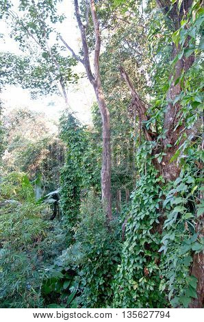 Beautiful of forest scene at Chairai Thailand