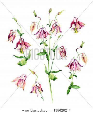 Watercolor meadow bellflowers set. Watercolor wild columbine flowers isolated on white background. Hand painted illustration
