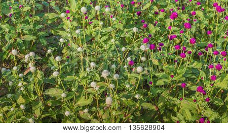 Everlasting Flower