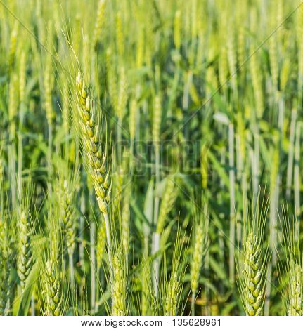 Green Barley Field