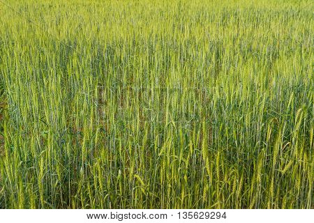 Green Barley Field
