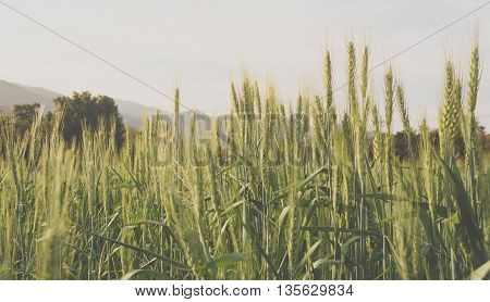 Green Barley Field